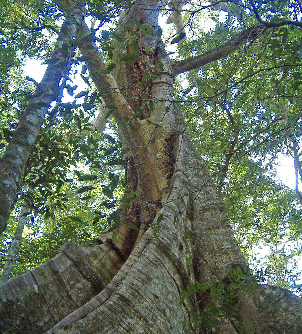 image descriprion