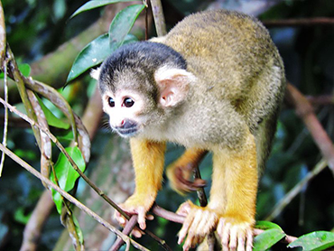 Chalalán, Squirrel monkey
