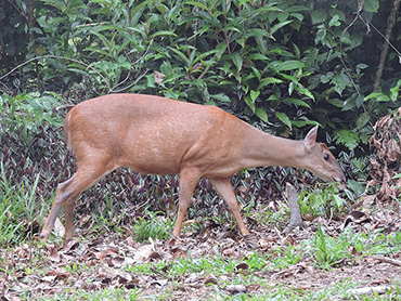 Chalalán, deer
