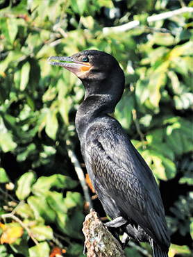 Chalalán, cormorant