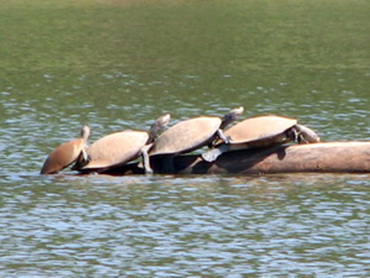 Chalalán, turtles