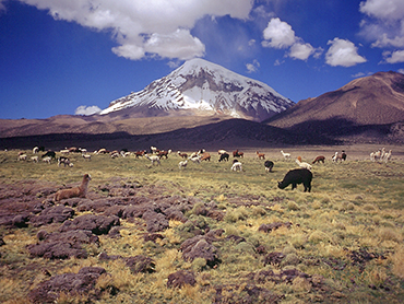 Sajama