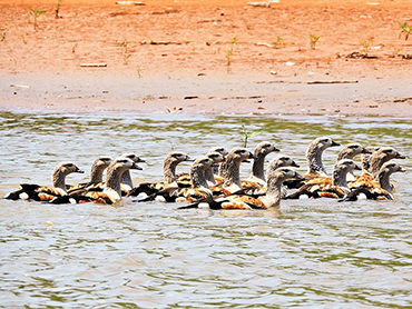 Chalalán, Orinoco goose