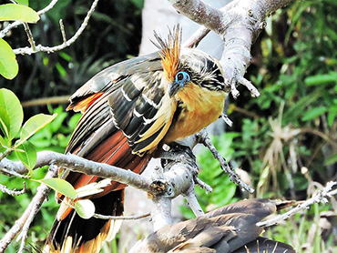 Chalalán, Hoatzin