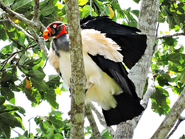 Chalalán, King vulture