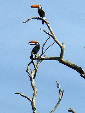 toucans